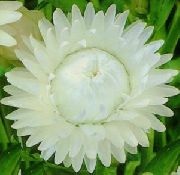 Helichrysum. bracteatum