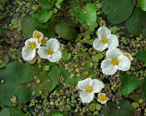  Водокрас лягушачий  