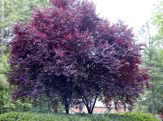 Prunus-cerasifera-Pissardii.png
