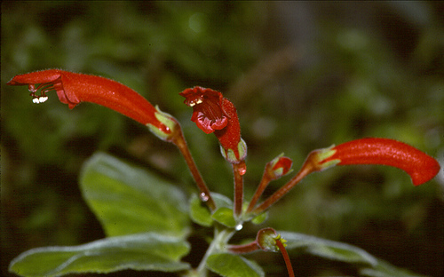 Рехстейнерия алая (Rechsteineria cardinalis) 
