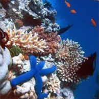 Коралловый риф – подводный рай
