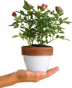 Растение в подарок