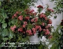 Розы серии Pagode
