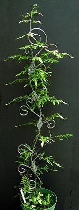 Лигодиум японский – папоротник лиана.