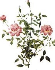 Rosa indica pumila Пьер-Жозеф Редуте