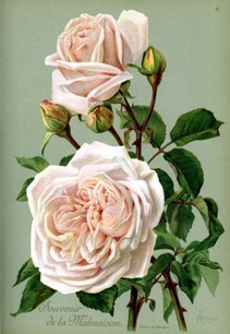 Rosa ‘Souvenir de la Malmaison’