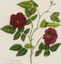 Rosa semperflorens (Dark China), из «Collection of Roses from Nature», 1799, Мари Лоуренс