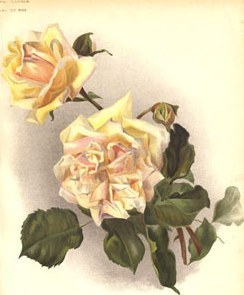 Rosa ‘Bouquet D’or’