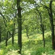 Лесной сад – «Берендеево царство»