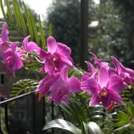 Правильный полив орхидей