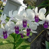 Способы выращивания орхидей