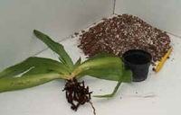 Деление башмачка орхидеи