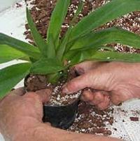 Деление башмачка орхидеи