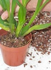 Размножение орхидей делением