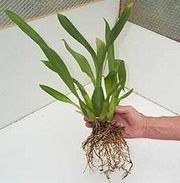 Размножение орхидей делением