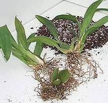 Выращивание орхидей из задних бульб