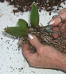 Выращивание орхидей из задних бульб