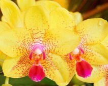 Комфорт для орхидей