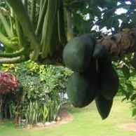 Вид дерева манго
