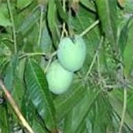 Плоды дерева манго