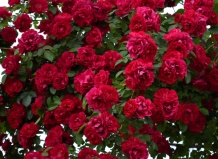 Новые поступления: Плетистые розы!