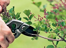 Как обрезать деревья и кустарники