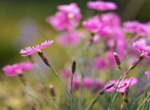 Цветочные мечты в розовом цвете – 10 красивейших многолетников для твоего сада