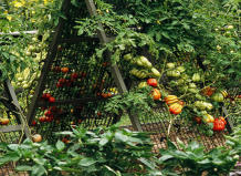 15 забавных идей по выращиванию томатов