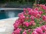 5 вариантов применения почвопокровных роз в ландшафтe