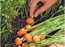 Овощи для выращивания осенью