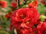Цветущий Хеномелес – красота и польза в саду