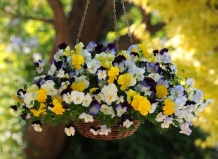Подвесные цветочные композиции для сада