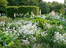 Настроение белых цветов в саду 
