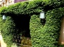 Высаживаем зелёные стены из плюща
