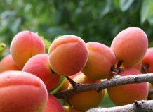 Саженцы плодовых и ягодных для осенней высадки в садовых центрах ВАШ САД!