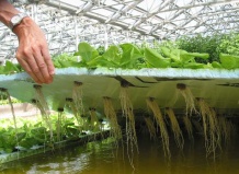Хрущев выращивал огурцы на гидропонике