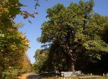 Тисячолітный дуб знайшли на Полтавщині