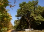 Тисячолітный дуб знайшли на Полтавщині