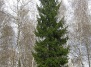 В Швеции найдено старейшее дерево на планете