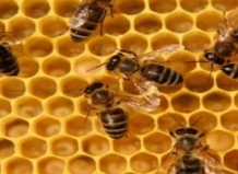 Умрут пчелы, умрем и мы
