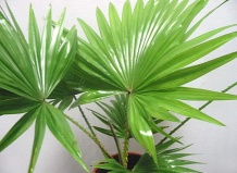 Типы пальмовых деревьев