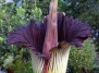 Самый большой и самый вонючий в мире цветок