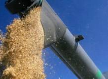 Пшеница может остановить глобальное потепление