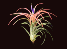 Тилландсия Tillandsia – растение, растущее в воздухе