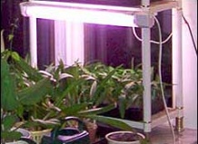 Как подобрать освещение для комнатных растений