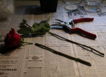 Можно ли укоренить розы, подаренные на день святого Валентина?