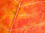 Листья краснеют, чтобы вредители синели