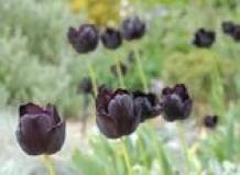 В предгорье Карпат началось цветение черных тюльпанов