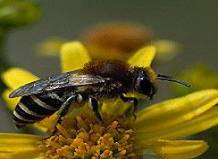 Пчёлы предпочитают тёплые цветы
