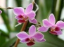 Как пересаживать орхидеи?